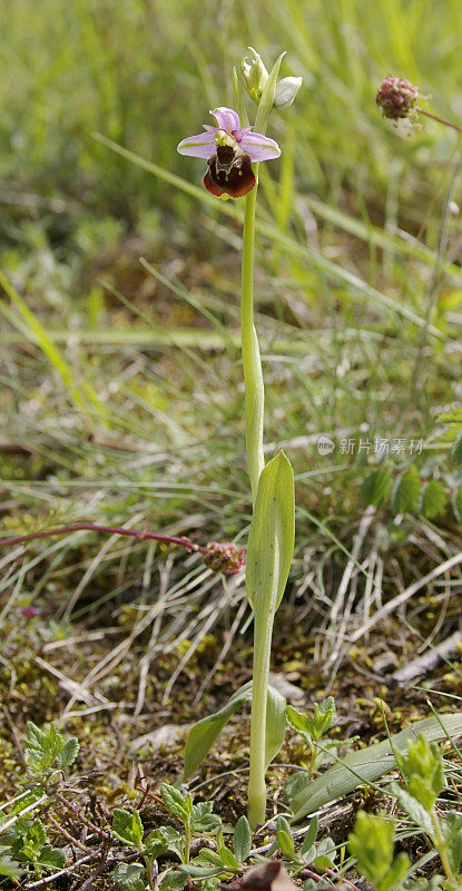 晚蜘蛛兰(Ophrys holosterica)